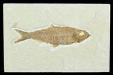 Fossil Fish (Knightia) - Green River Formation #130322-1
